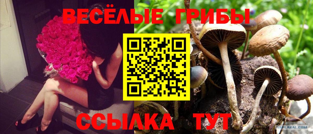 Галлюциногенные грибы Magic Shrooms  где продают   Горно-Алтайск  Галлюциногенные грибы мицелий  Вход с VPN 